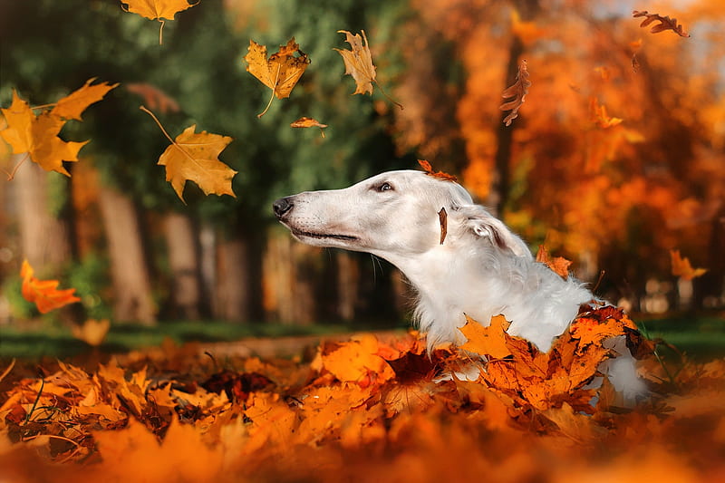 Falling leaves, Leaves, Park, Autumn, Dog, HD wallpaper