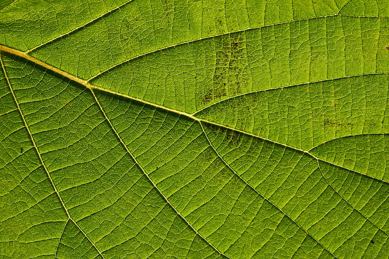 leaf, macro, green, veins, HD wallpaper