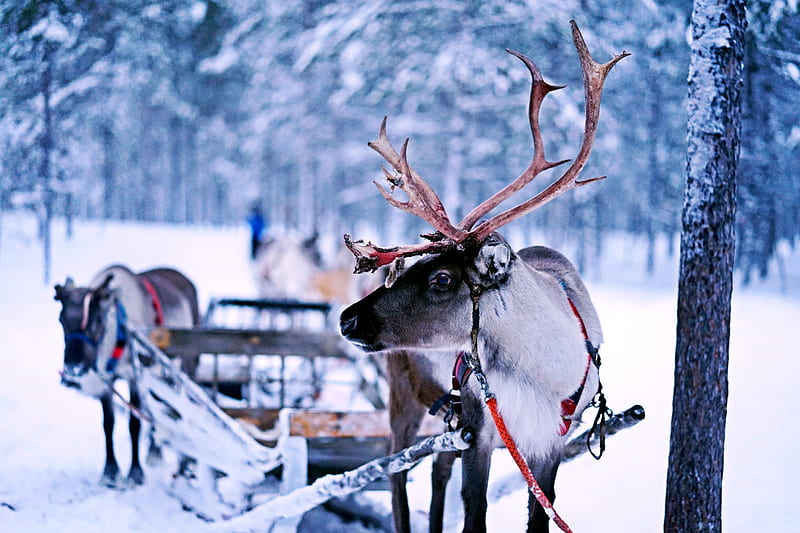 reindeer pulling sled, HD wallpaper