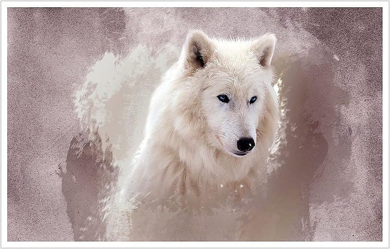 Beautiful White Haired Blue Eyed Wolf ( Poster Animal Art) Wall Art Canvas Prints Poster For Home Office Decorations With Framed : Everything Else, Cute Baby Wolves, HD wallpaper
