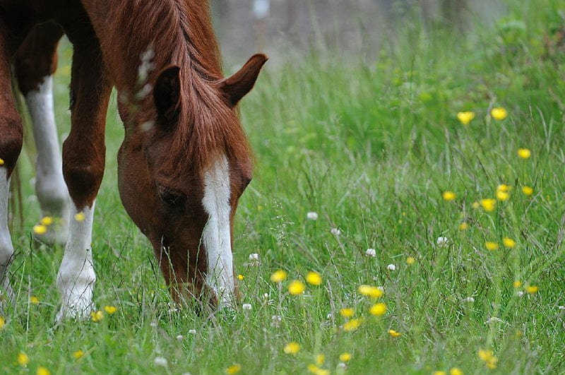 Horse Grazing, horse, grass, graze, field, HD wallpaper