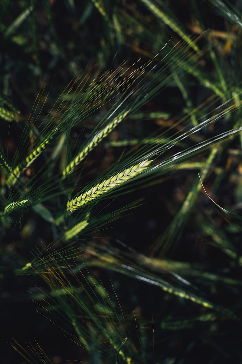 spikelets, wheat, grain, macro, closeup, HD phone wallpaper