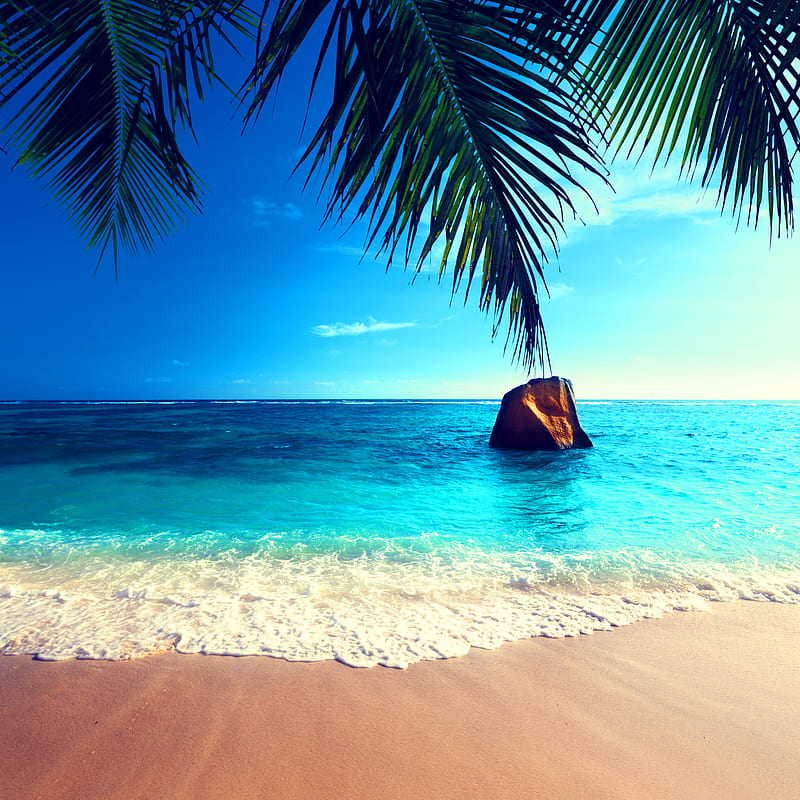 Tropical Paradise, beach, nature, palm, sea, HD phone wallpaper