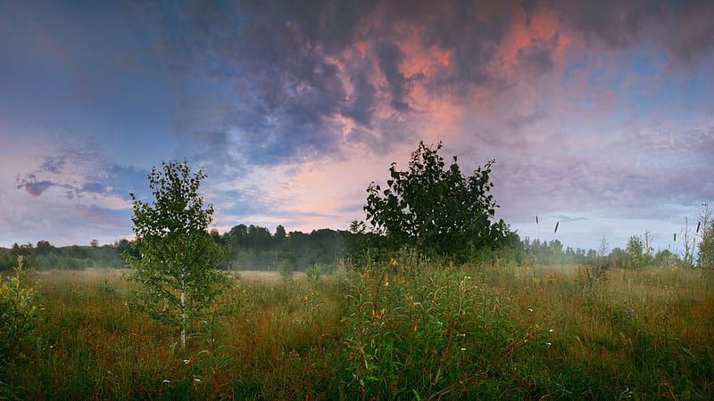 birch saplings in a cloud covered meadow, weeds, saplings, clouds, meadow, HD wallpaper