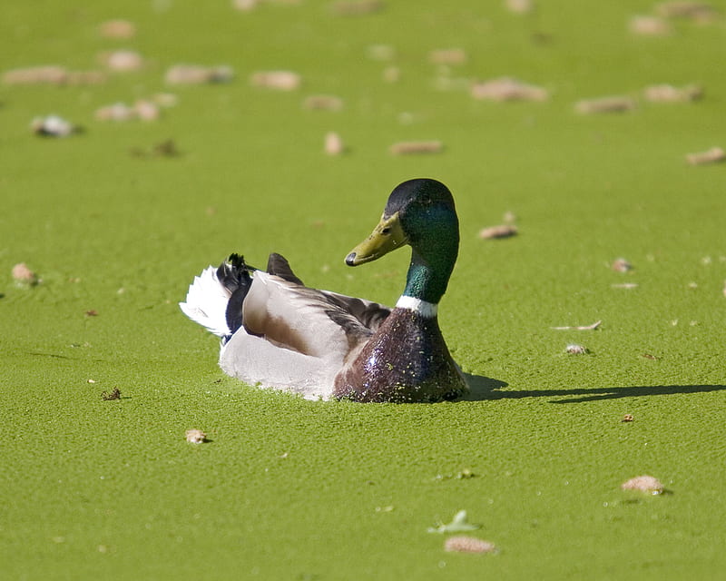 mallard-green-algae, water, duck, green, grass, birds, animal, HD wallpaper