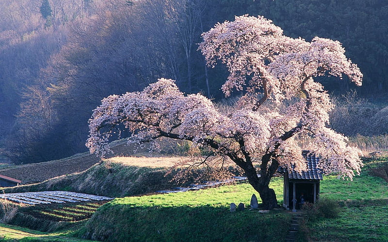 spring in japan-spring landscape, HD wallpaper