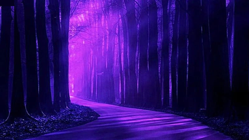 Purple Forest Light, forest, woods, magenta, corner, sunrays, purple, path, trail, morning, road, Firefox Persona theme, light, HD wallpaper