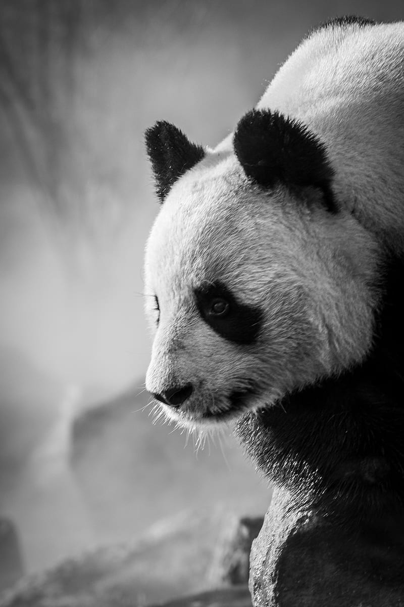 panda, profile, bw, animal, HD phone wallpaper