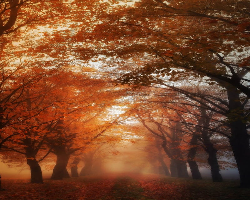 Autumn beauty, path, tree, autumn, nature, HD wallpaper | Peakpx