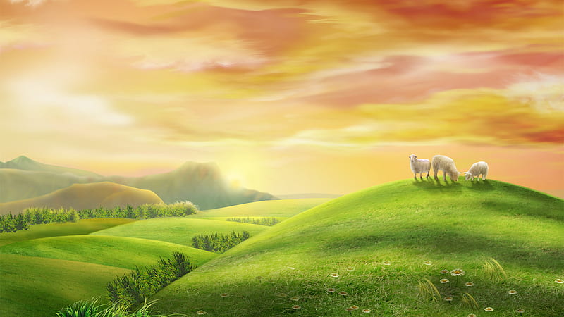 Beautiful Meadow, sheep, open space, summer, grazing, pasture, sunrise, morning, meadow, HD wallpaper