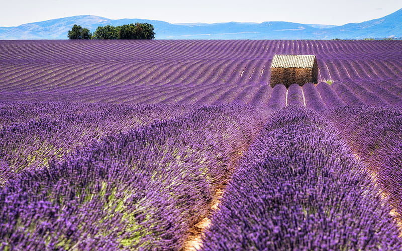 lavender field, morning, lavender, flower fields, purple flowers, Provence, France, HD wallpaper