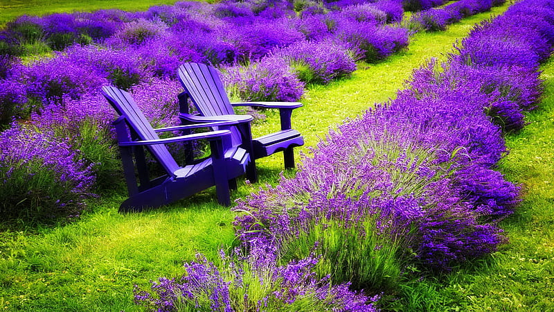 Rest in lavender field, pretty, rest, lovely, grass, bench, scent, bonito, lavender, fragrance, purple, summer, flowers, field, HD wallpaper