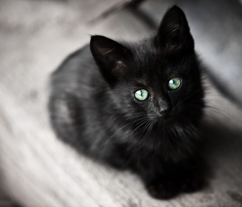Happy Birtay, sweet Susan (SuzzieCue) :), black, kitten, green eyes, sweet, HD wallpaper