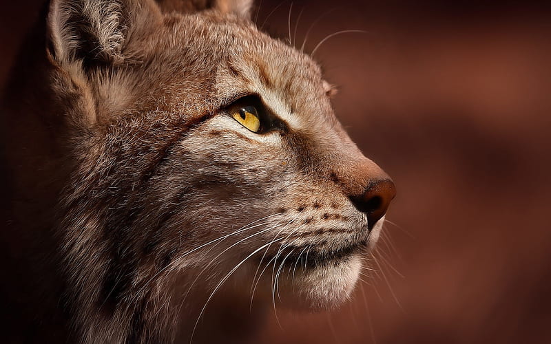 Lynx, profile, face, wild cat, animal, pisica, HD wallpaper | Peakpx