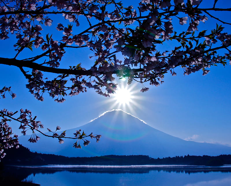 Mt Fuji, flowers, nature, water, HD wallpaper