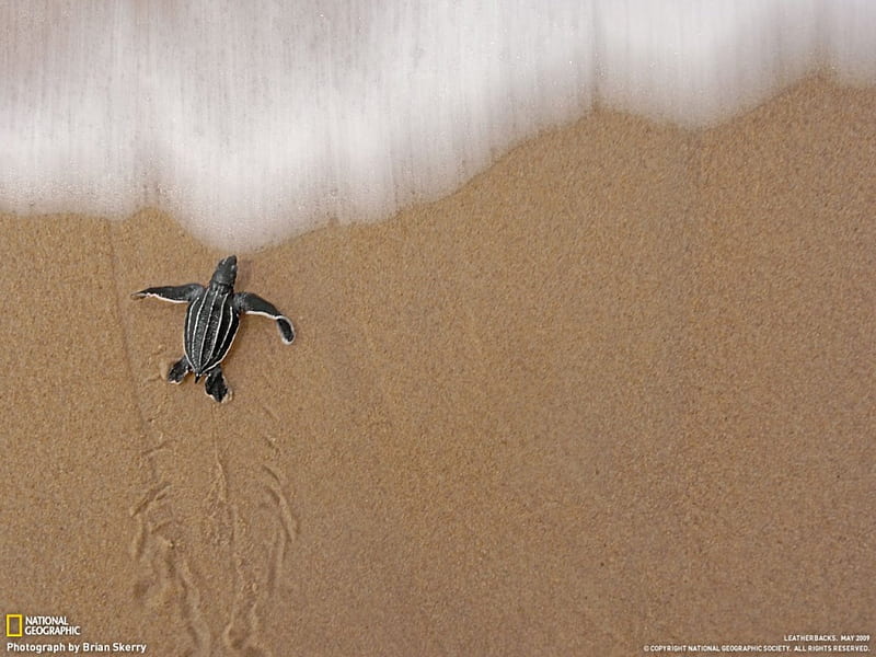 leatherback Turtle baby, frist time in the sea, endangered baby turtle, HD wallpaper