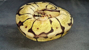 Bumble bee Ball Python, ball, bumble bee, ball python, python, bp, reptile, snake, HD wallpaper