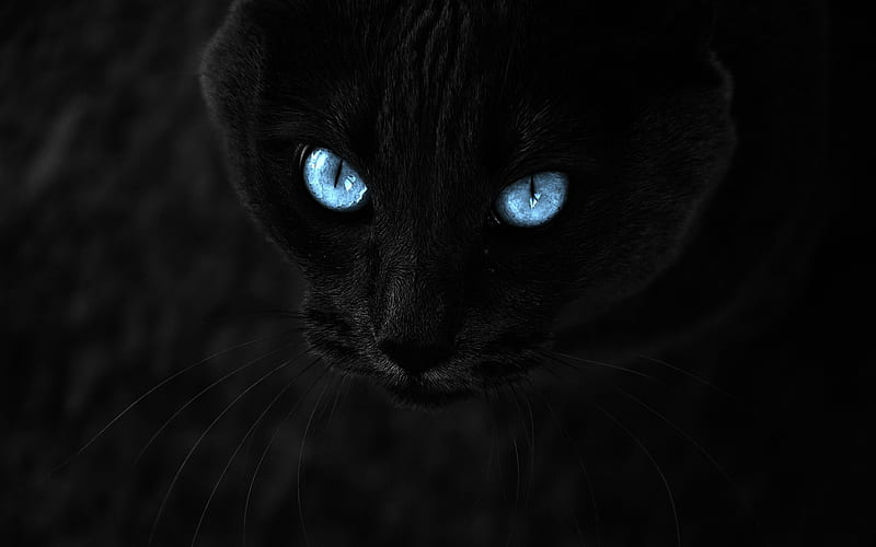black cat, blue eyes, close-up, cats, HD wallpaper