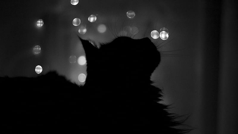 Cat Silhouette, kitty, black and white, black, cat, silhouette, graphy, bw, black cat, gris, HD wallpaper