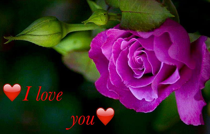 ❤️ I love you ❤️, cute, pretty, Love, nice, cool, purple, rose, beauty, HD wallpaper