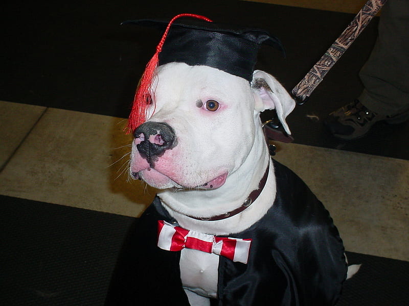 Angus Graduates !, white, animals, dogs, american bulldog, HD wallpaper