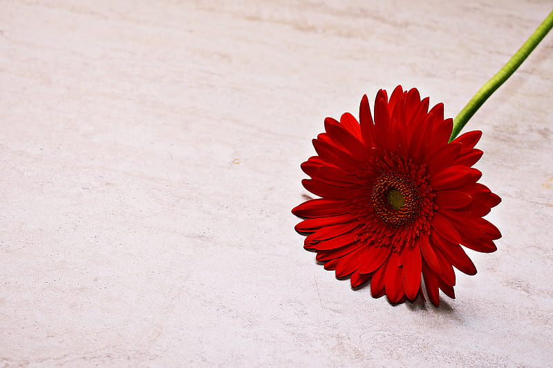 Red flower, bonito, sunflower, HD wallpaper