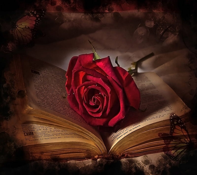 Red Rose, old book, HD wallpaper