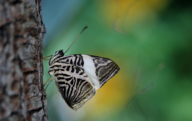 Selective Focus graphy White and Black Moth on Tree Bark, HD wallpaper
