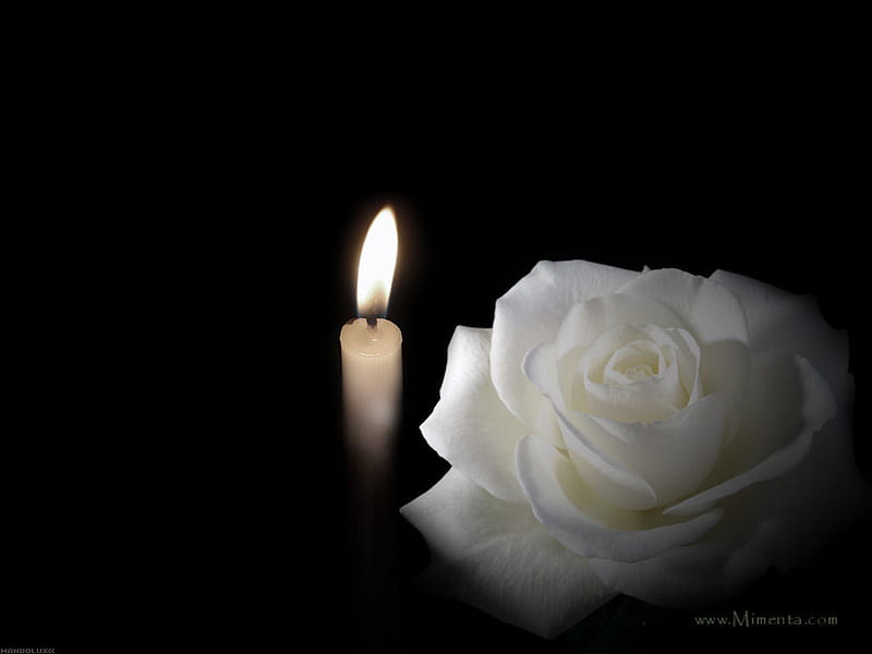 candle with white rose, candle, white rose, lovely, white, HD wallpaper