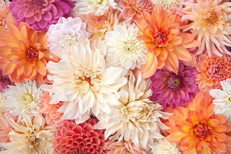 Chryanthemums, orange, chrysanthemum, texture, flower, pink, white, skin, HD wallpaper