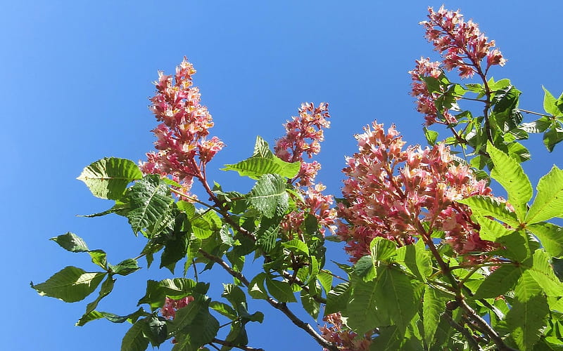 Hotse-Chestnut in Blooms, tree, horse-chestnut, blossoms, spring, pink, HD wallpaper