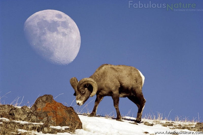 Moon & Bighorn Sheep, sheep, bighorn sheep, moon, moon and bighorn sheep, HD wallpaper
