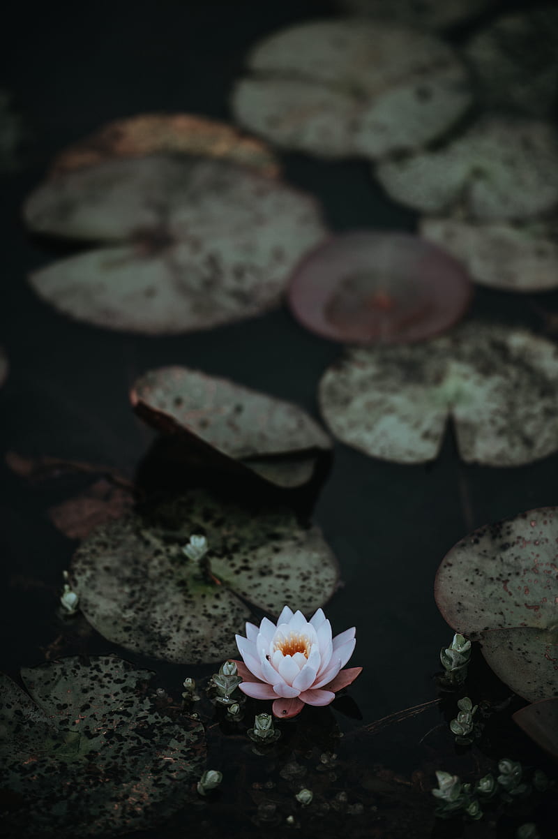 white and pink waterlily in bloom on water near green lily pads, HD phone wallpaper