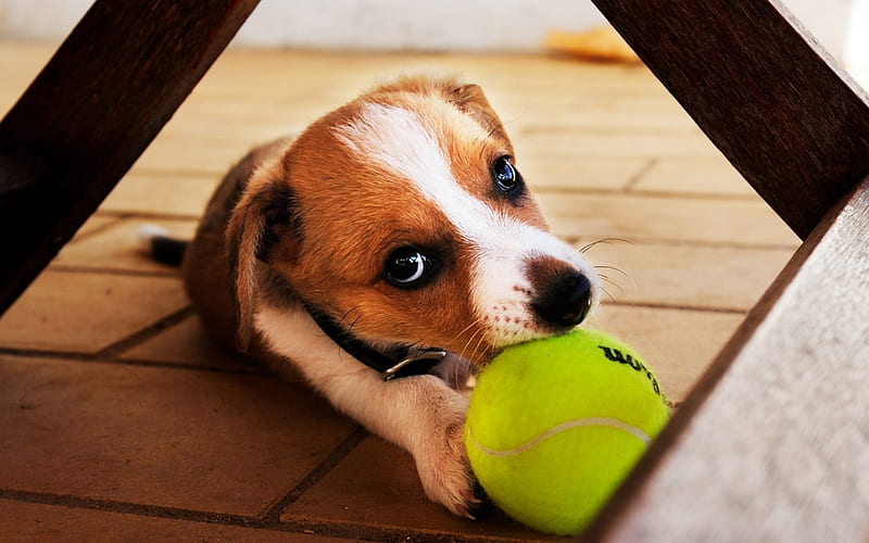 Puppy eye, cute, ball, animals, dog, HD wallpaper