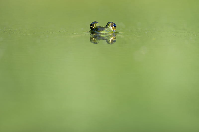 green frog swimming on water, HD wallpaper
