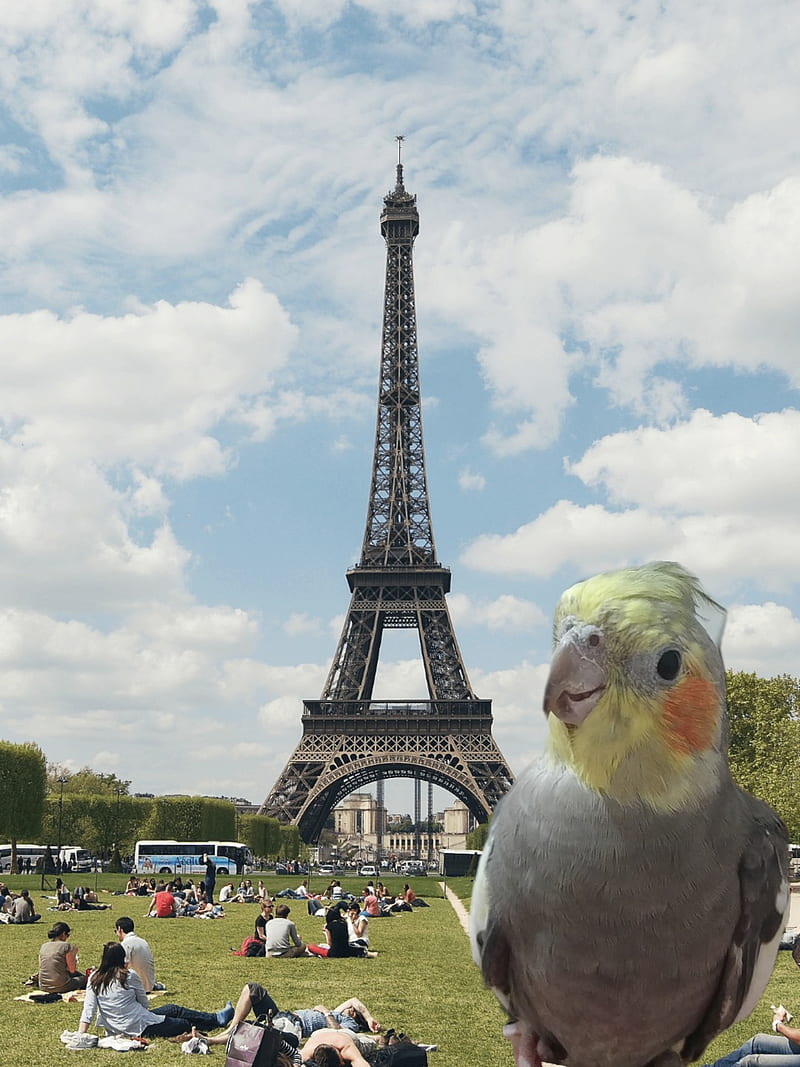 Calopsitas em Paris, bird, calopsita, calopsitas, cute, eifel, fofo, kawaii, paris, tower, HD phone wallpaper