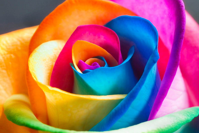 colorful rose, HD wallpaper