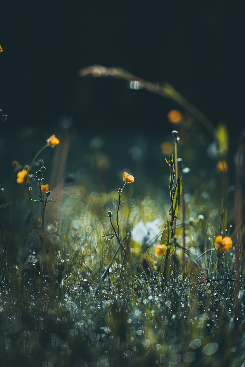 flowers, grass, meadow, macro, focus, HD phone wallpaper