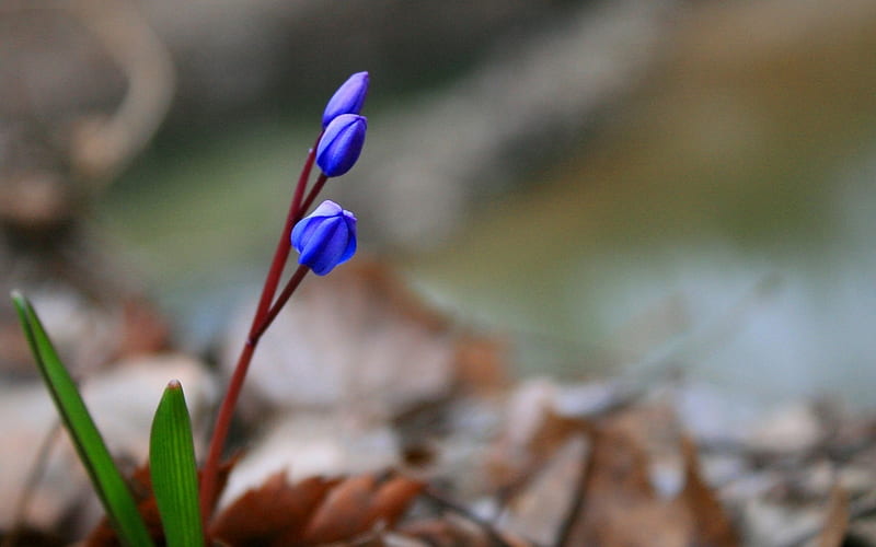 flowers blue leaves nature-plants, HD wallpaper