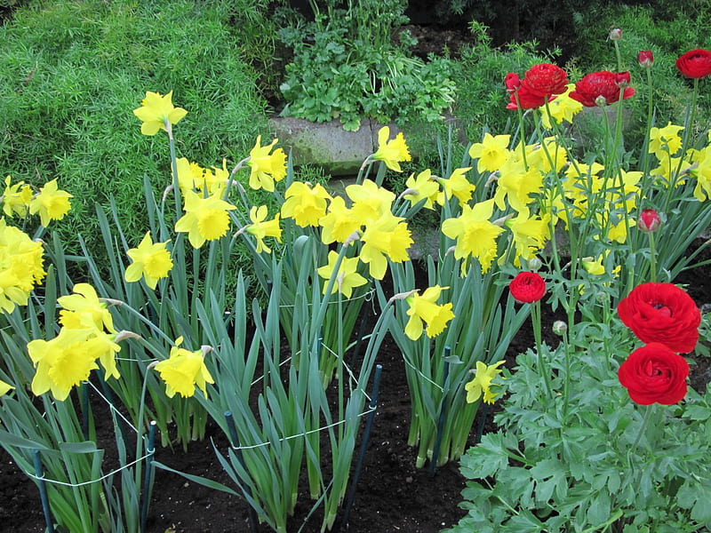 Colorful Garden 08, Yellow, red, Daffodils, graphy, green, garden, Flowers, HD wallpaper
