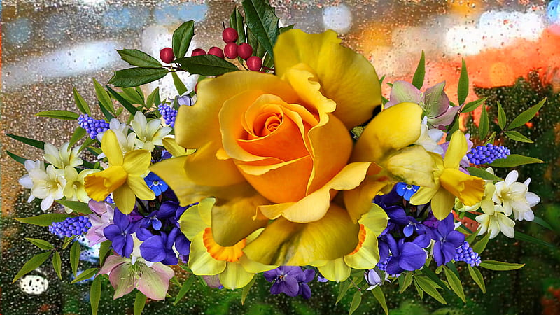 Yellow Rose, Rose, rain, Flowers, Window, Autumn, HD wallpaper