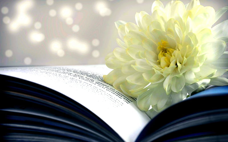 DELICATED BOOKMARK, PAGES, FLOWER, MARK, BOOK, HD wallpaper