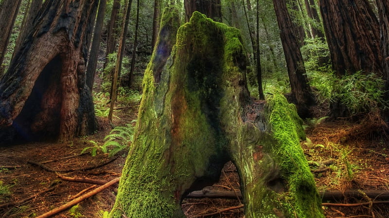 green moss on a tree trunk in muir woods r, forest, green, moss, r, trunk, HD wallpaper