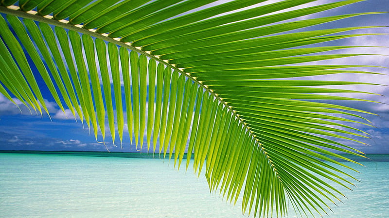 Palm Tree Leaf Above Beach Palm Tree, HD wallpaper