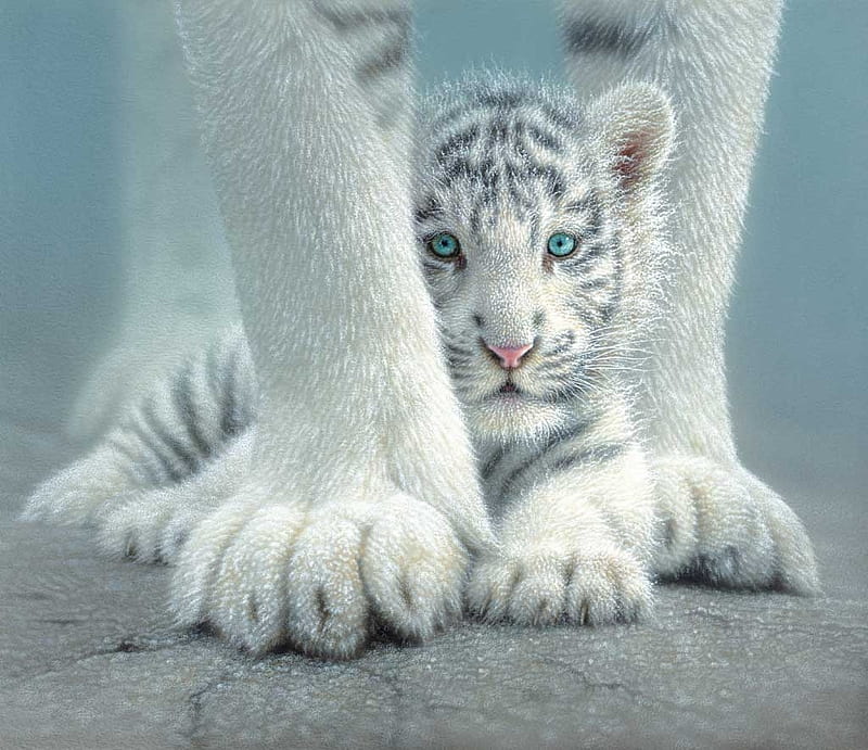 Tiger cub, cute, cub, tiger, white, animal, blue, HD wallpaper