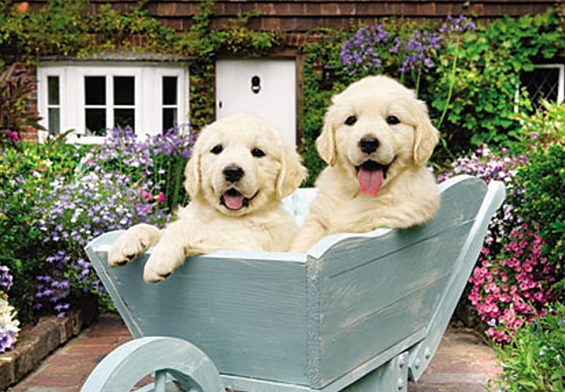 Cute puppies in wheelbarrow, whellbarow, cute, flowers, puppy, HD wallpaper