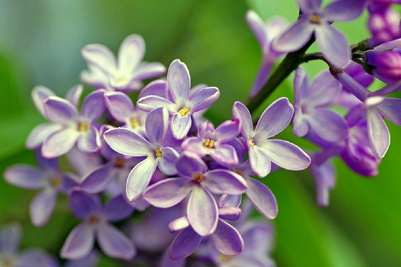 Hermosas flores lilas, lila, bonitas, flores, púrpura, Fondo de pantalla HD  | Peakpx