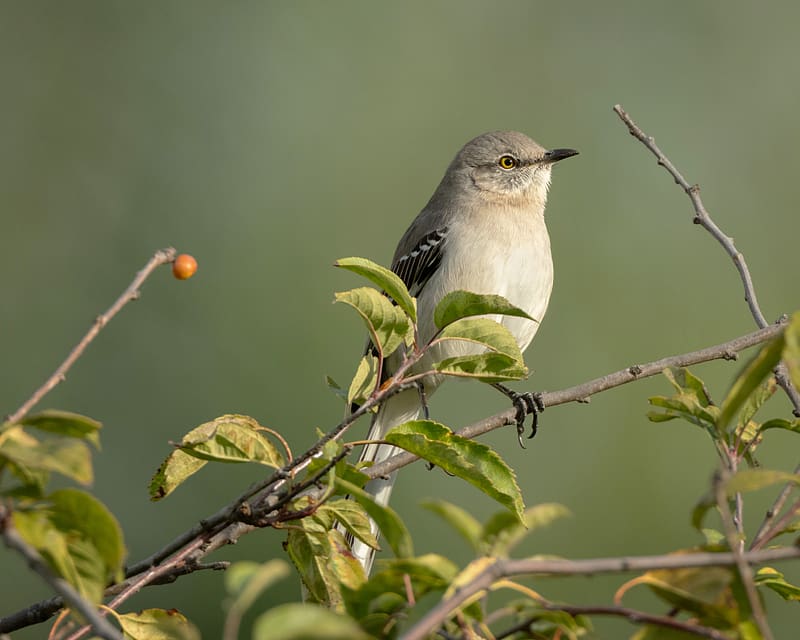 mockingbird, bird, wildlife, branch, leaves, blur, HD wallpaper