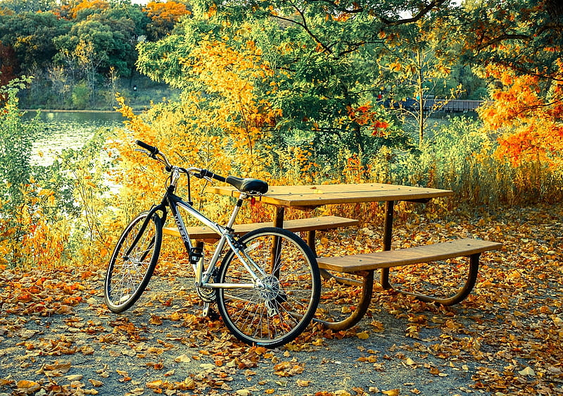 Fall Colors, table, bicycle, leaves, trees, benches, HD wallpaper