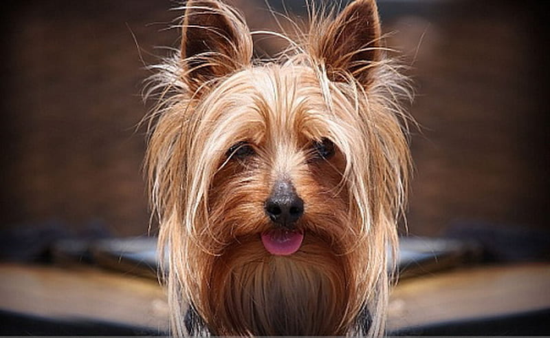 YORKSHIRE TERRIER, terrier, cute, yorky, dog, HD wallpaper